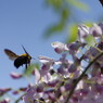 花と虫達　フジとクマバチ