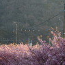 朝日桜なう