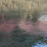 水面桜なう