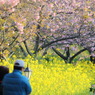睦み桜なう