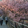 頬紅なう