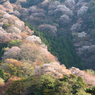 神子の山桜