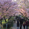 桜並木なう