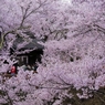 高遠の桜 －５