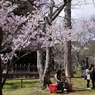 高遠の桜 －６