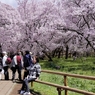 高遠の桜 －７