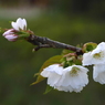 写真掌編：桜の下で 18：山桜２