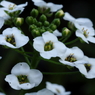白い花Ⅱ