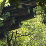 初夏の猿橋と桂川7