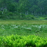 田の原湿原