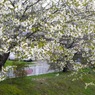 写真掌編：桜の下で 19：公園の山桜