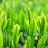Green Tea Leaf・・・夏も近づく