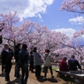 高遠の桜 －９