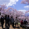 高遠の桜 －９