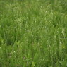 野の草集う
