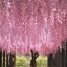 熊野にて