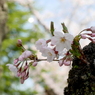 写真掌編：桜の下で 20：燃え始めたいのち