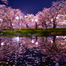 弘前公園夜桜