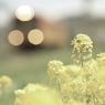 菜の花いろ