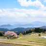 松尾の一本桜