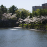 SAKURA#1