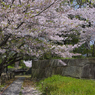 SAKURA#2