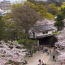 SAKURA#3