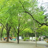 新緑の所沢航空記念公園2