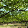 新緑の所沢航空記念公園3
