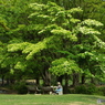 新緑の所沢航空記念公園4