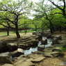 新緑の所沢航空記念公園5
