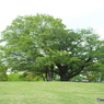 新緑の所沢航空記念公園6