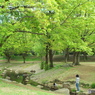 新緑の所沢航空記念公園8