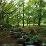 新緑の所沢航空記念公園9