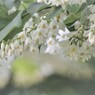 ハクウンボク(別名・オオバヂシャ)
