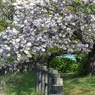 写真掌編：桜の下で 21：八重桜の小道