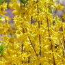 春の花(散歩の途中に)