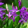 春の息吹　紫蘭　