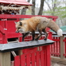 キツネ写真集用０７