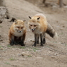 キツネ写真集用１５