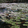花びらがいっぱい
