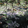 花びらで？