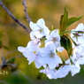 写真掌編：桜の下で 23 最終回：山桜花