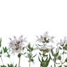 Thyme