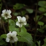 高尾山の花