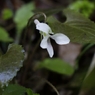 高尾山の花 －２