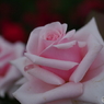 雨上がりの薔薇達