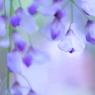 藤の下で見つけた花