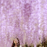 藤の雨