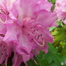 石楠花1